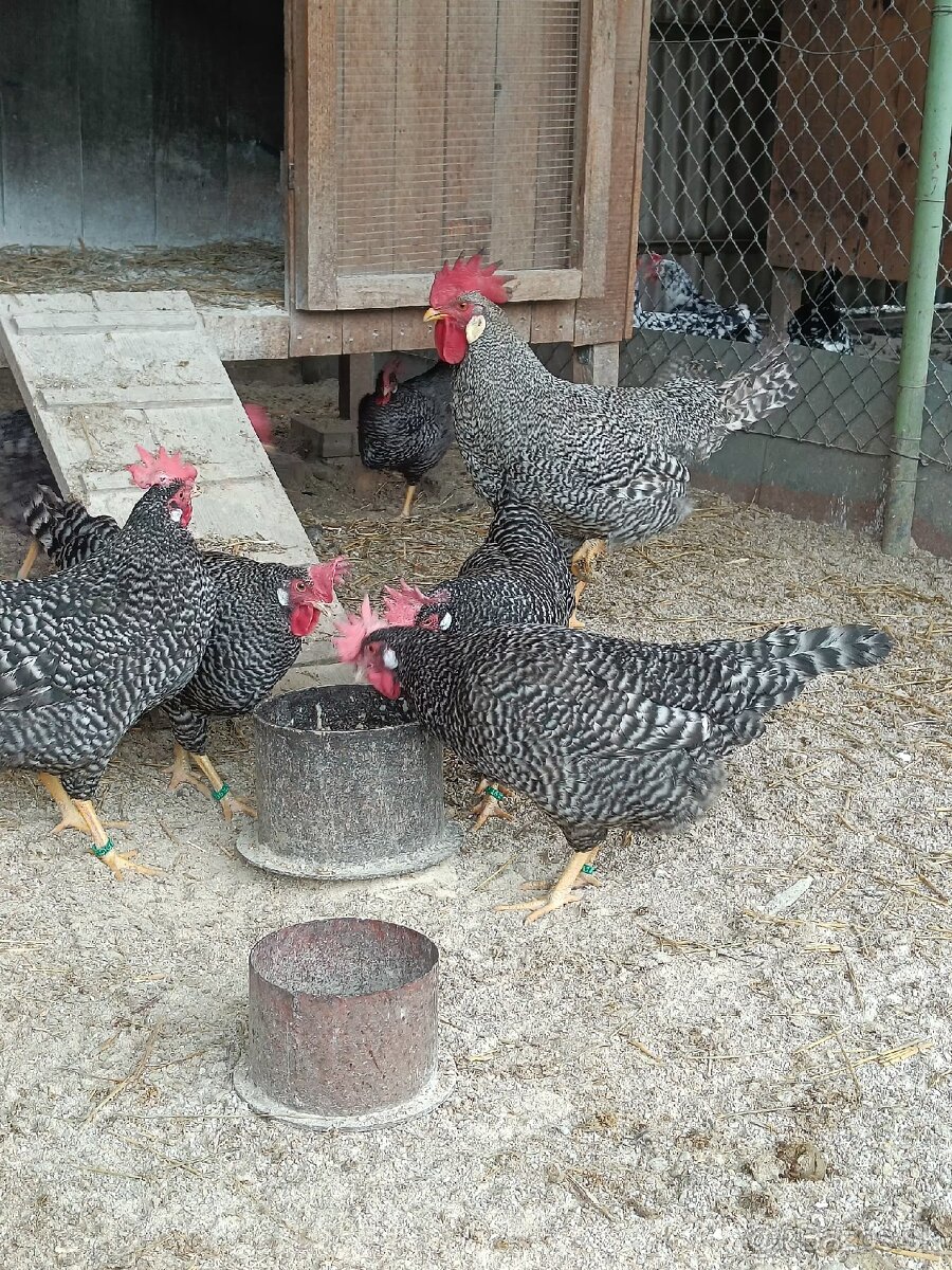 Predám násadové vajcia Vlaška - 3