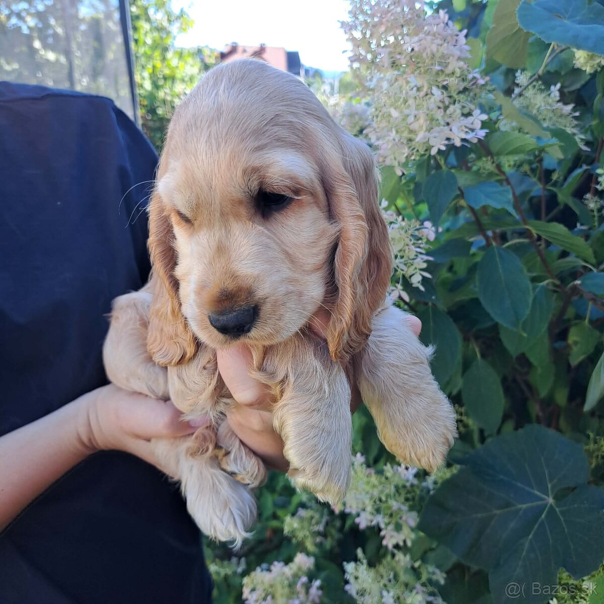 Anglicky kokerspaniel - 3
