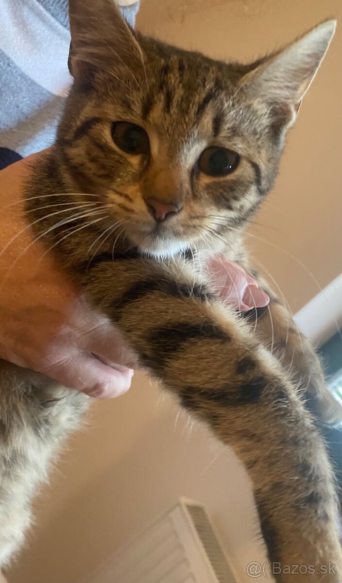 Darujem maciatko - 3