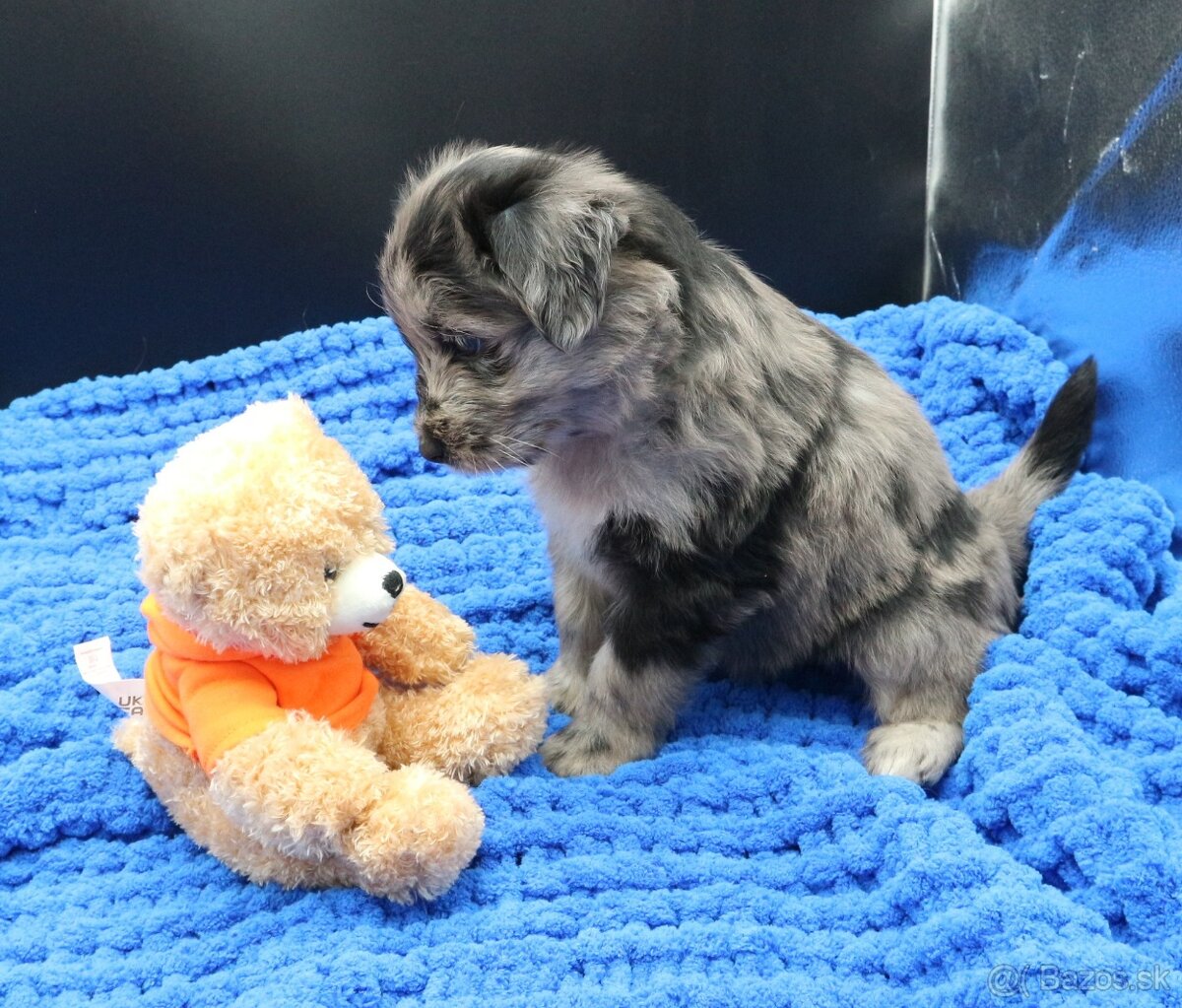 Pyrenejský ovčák - štěňátka s PP - 3