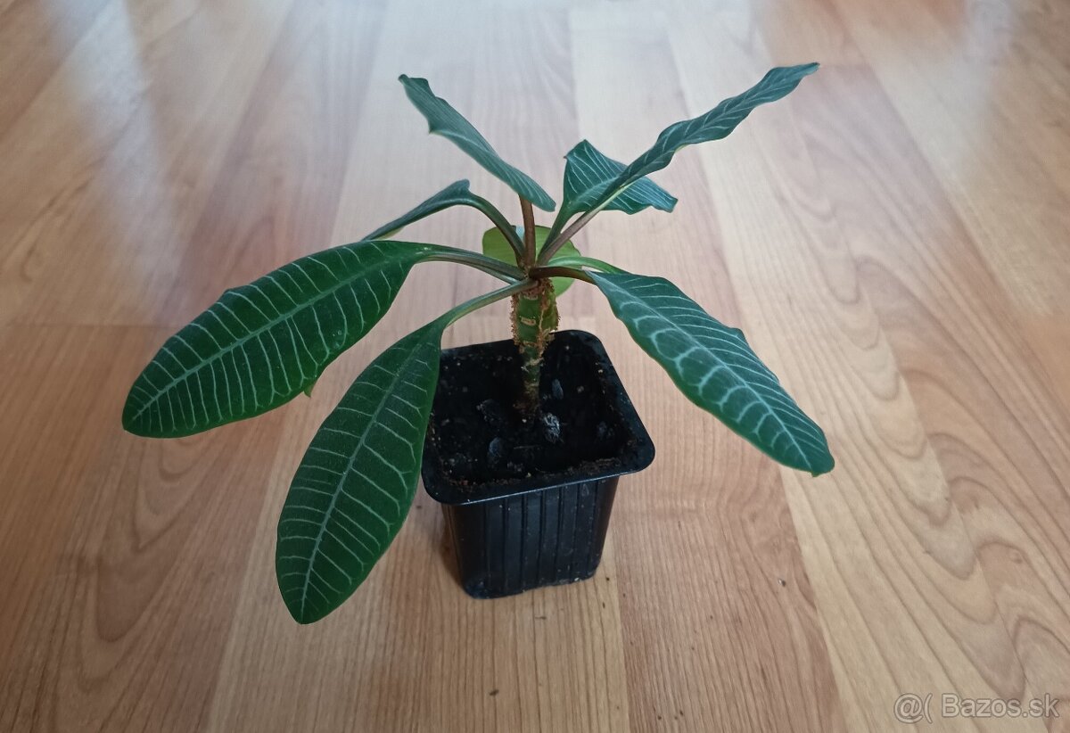 Euphorbia leuconeura - 3