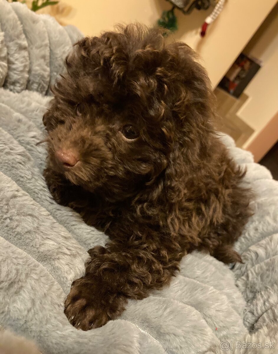 Predám šteniatko mini pudla - 3