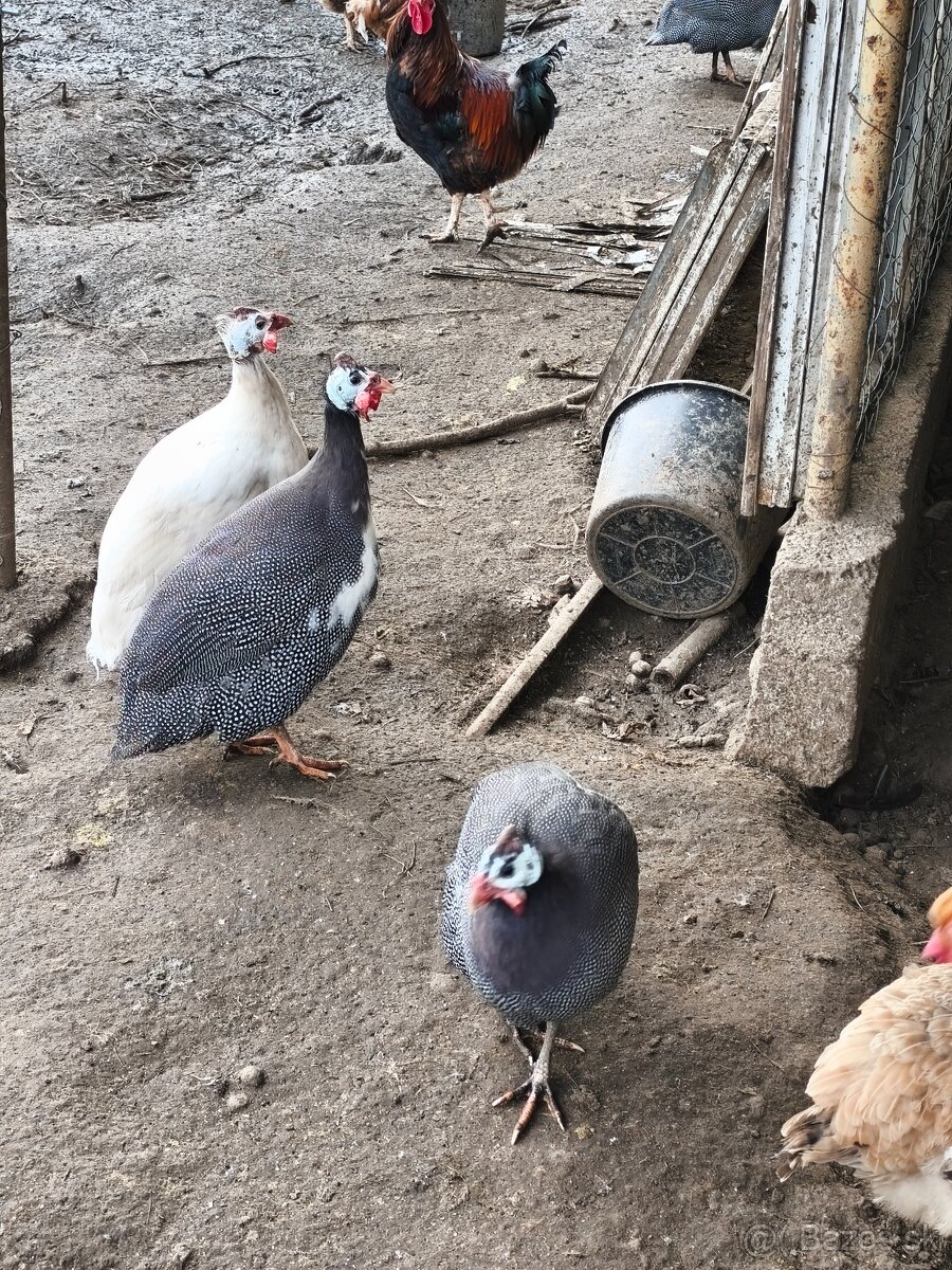 Perlička(samec) kohút - 3