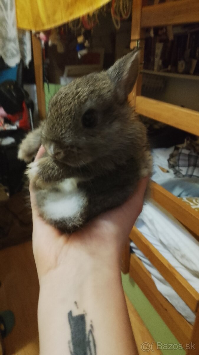 Predám zakrsleho kralička - 3