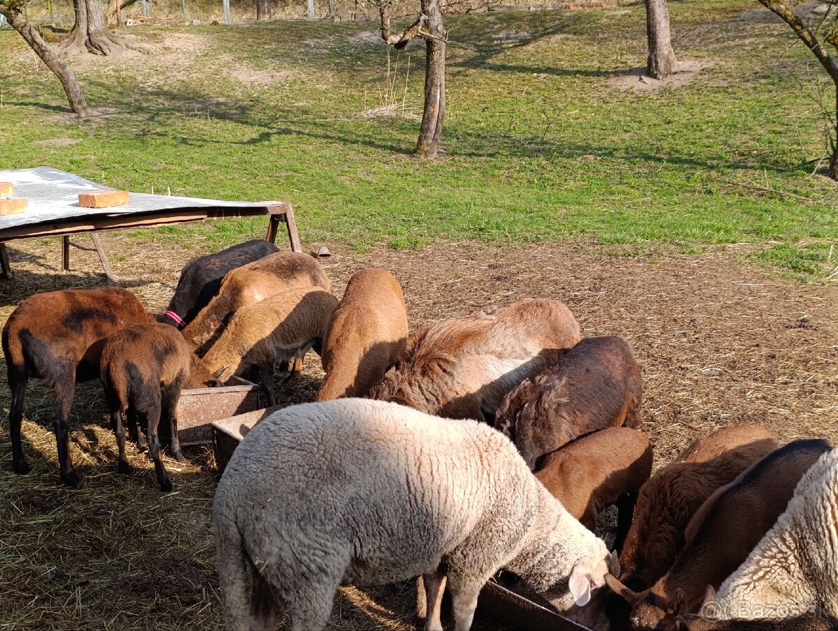 Kamerunské ovce - 3