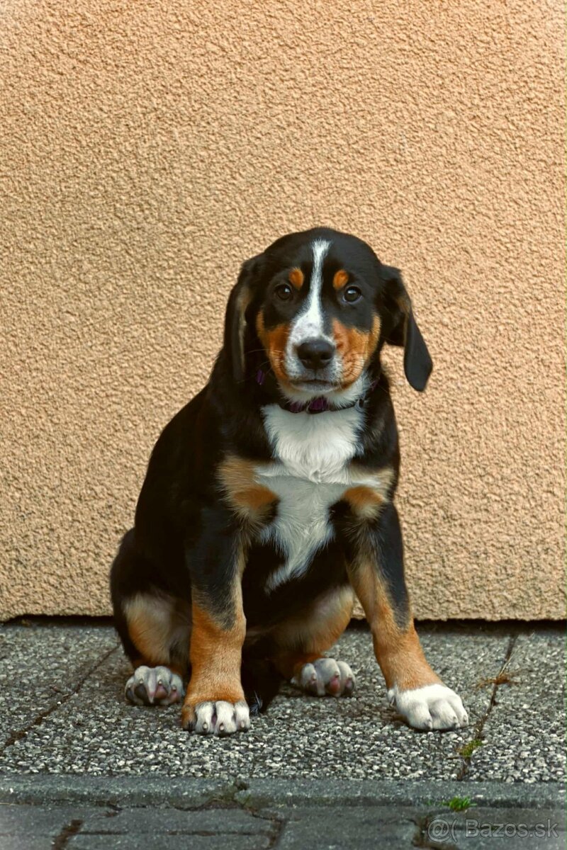 Velký švýcarský salašnický pes štěňata - 3