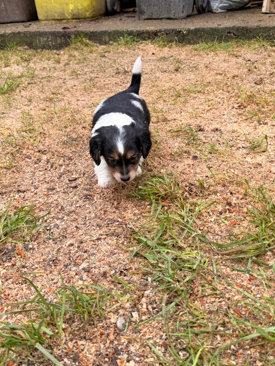 DARUJEM ŠTENIATKA - 3