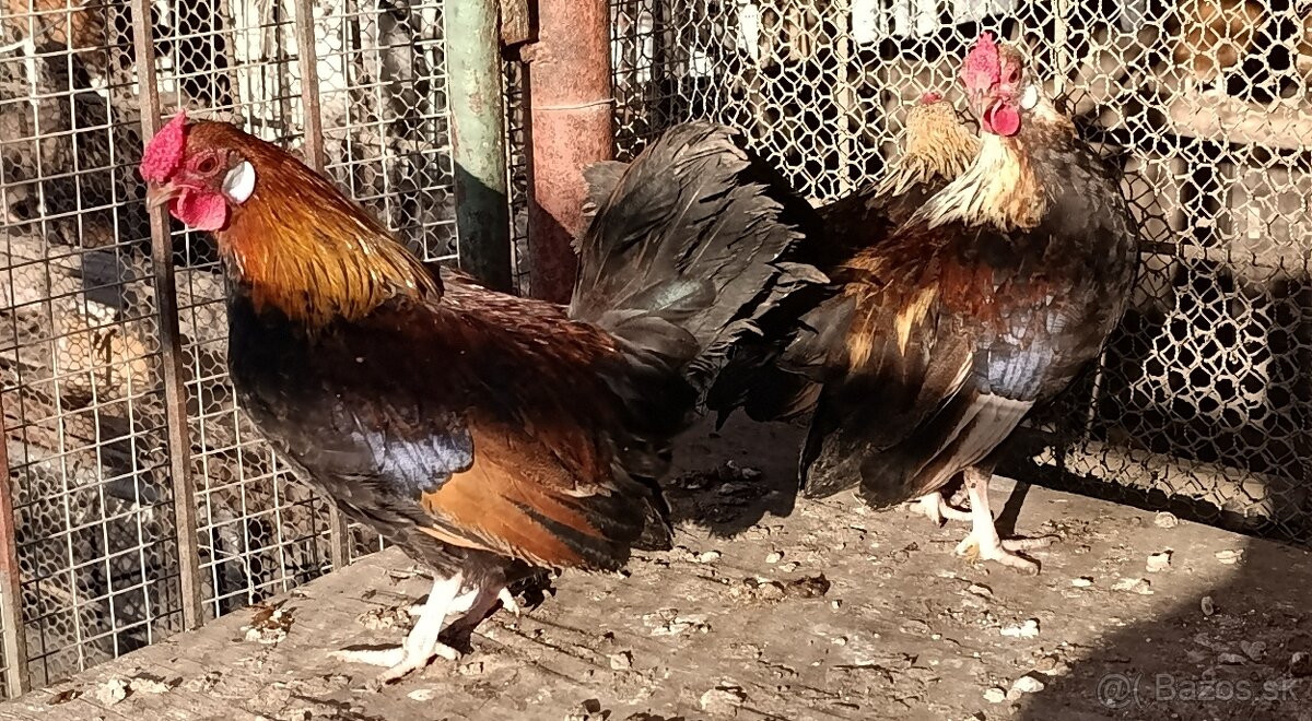 Kohúty- liliputky - 3