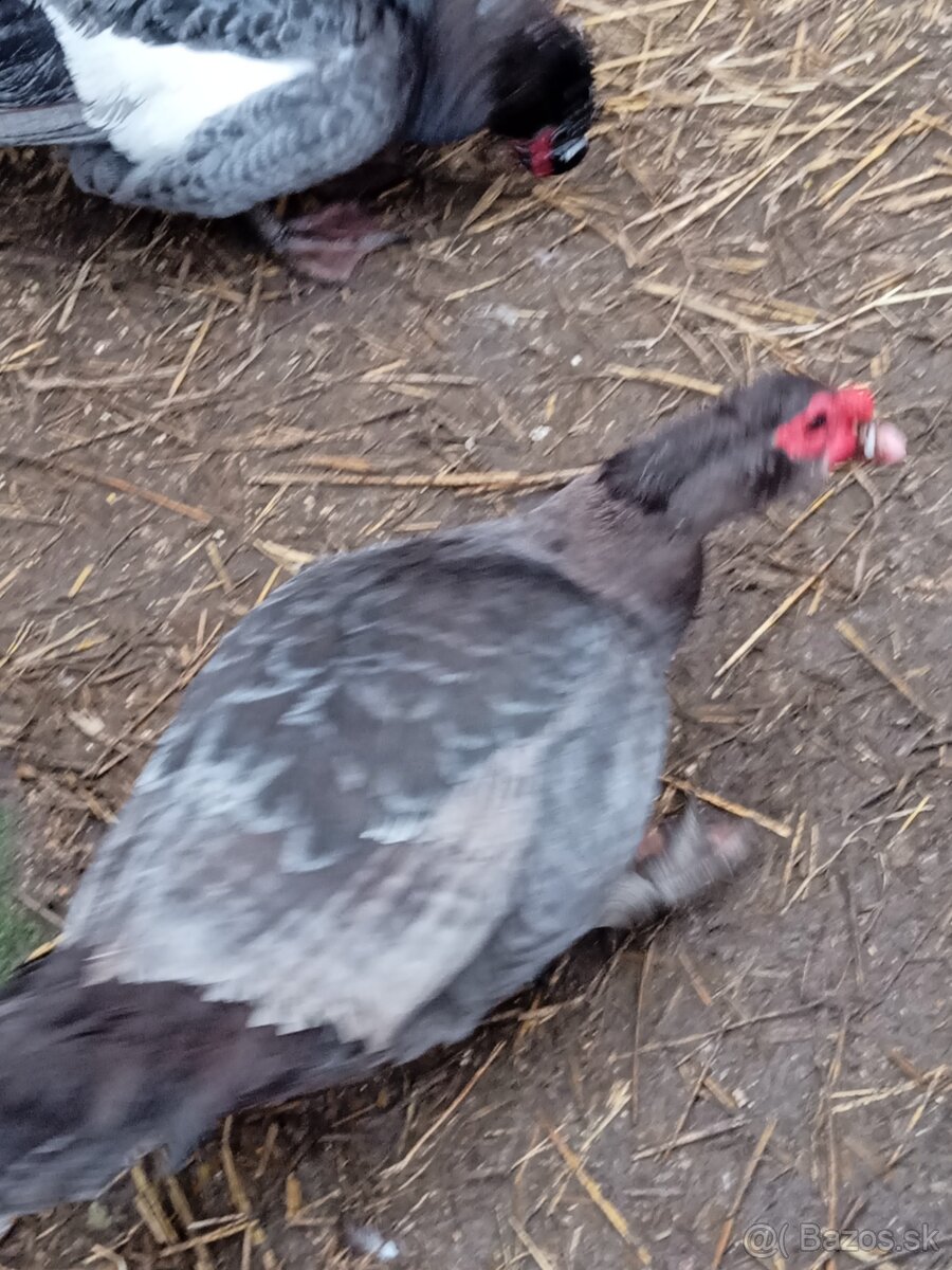 Pižmové kačice - 3