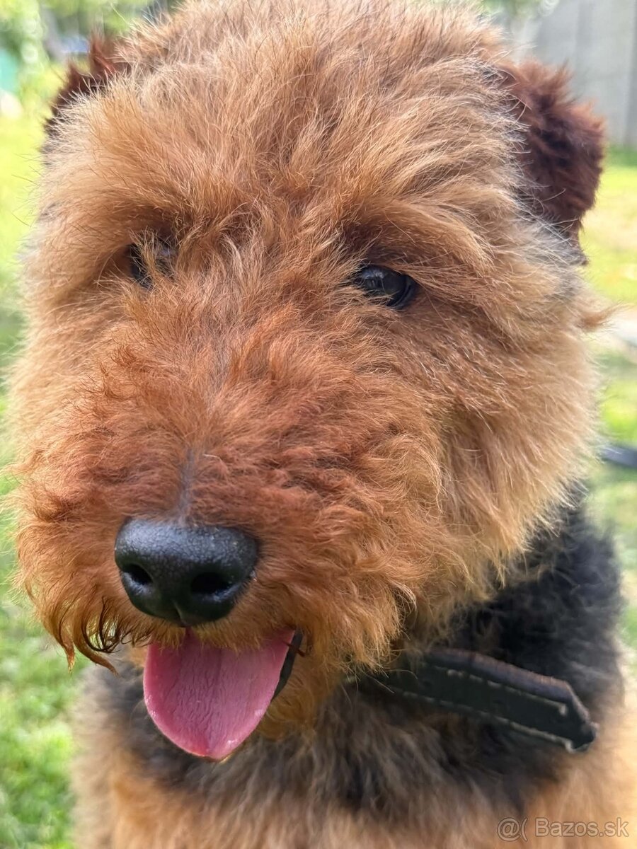 Welsh terrier na predaj - 3