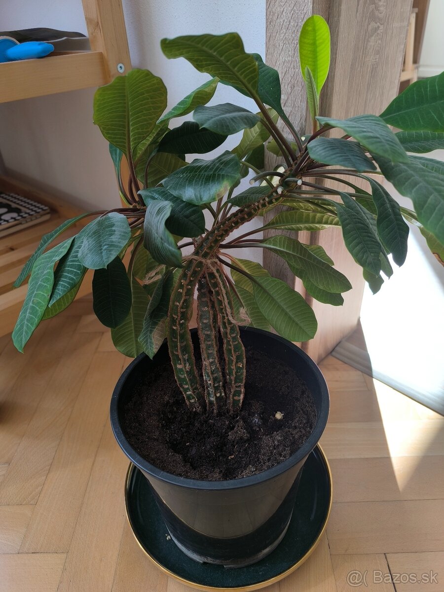 Rastlina Euphorbia - 3