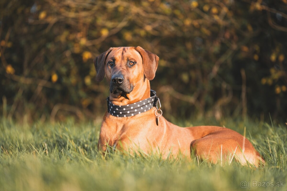 Chovatelská stanice Imbwa Moyo nabízí krycího psa :-) - 3