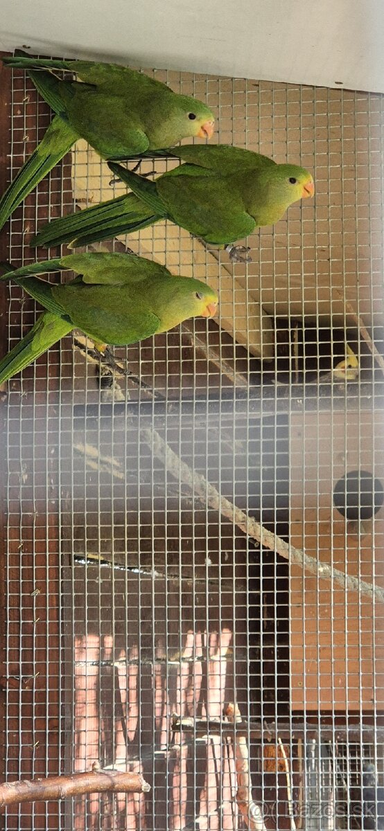 Papagáj nádherný-Baraband
bez kružka,,jar 2024 - 3