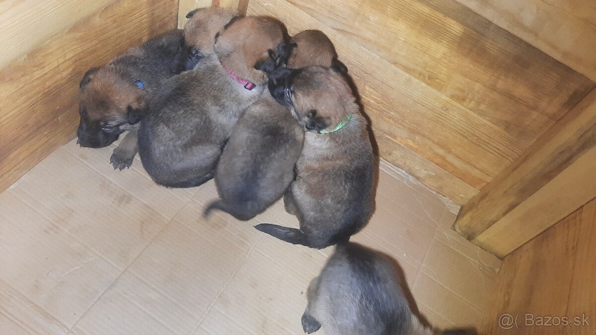 šteniatka kríženec nemecko-belgický ovčiak (cross) - 3