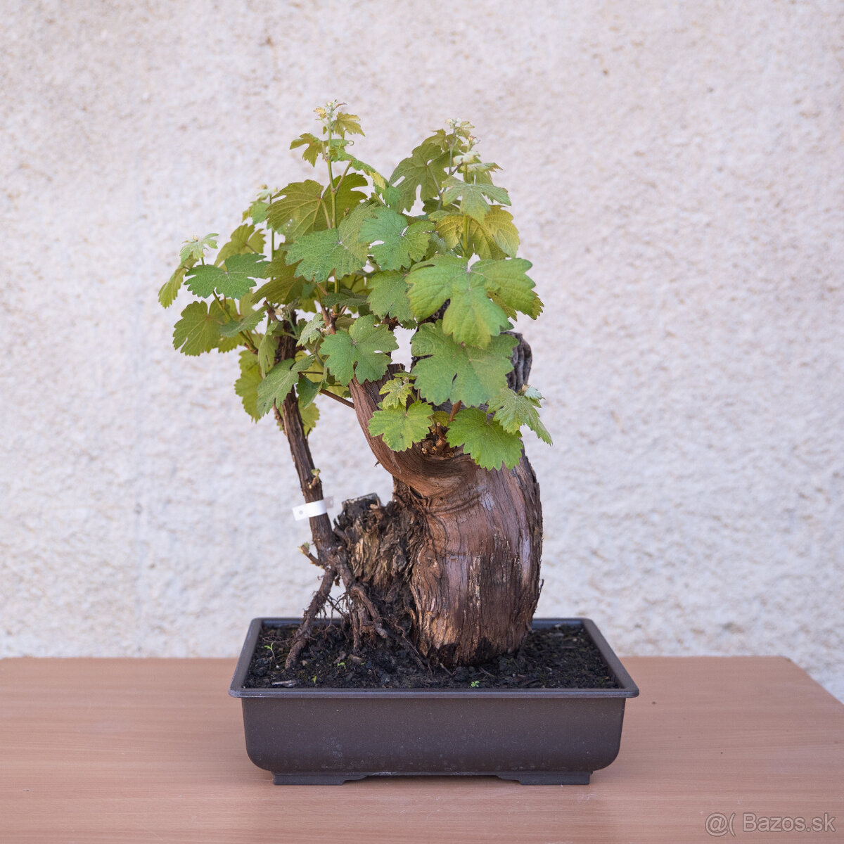 Bonsaj - 49 ročný vinič - 3
