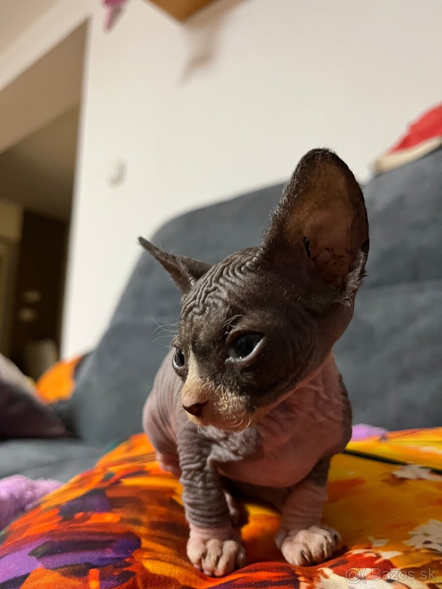 Kanadský sphynx - 3