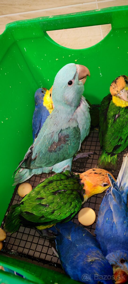 Amazonik bielobruchy - 3