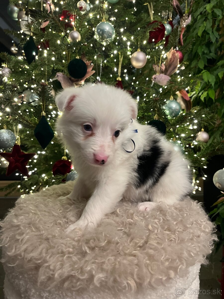 Border kólia šteniatka - 3