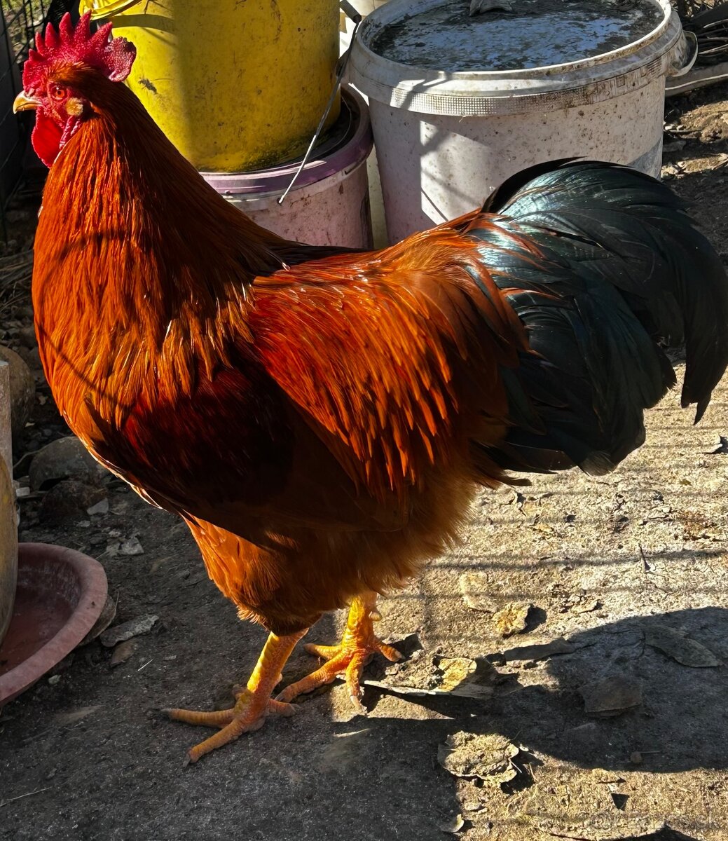 Ponúkam na predaj kohútov - 3