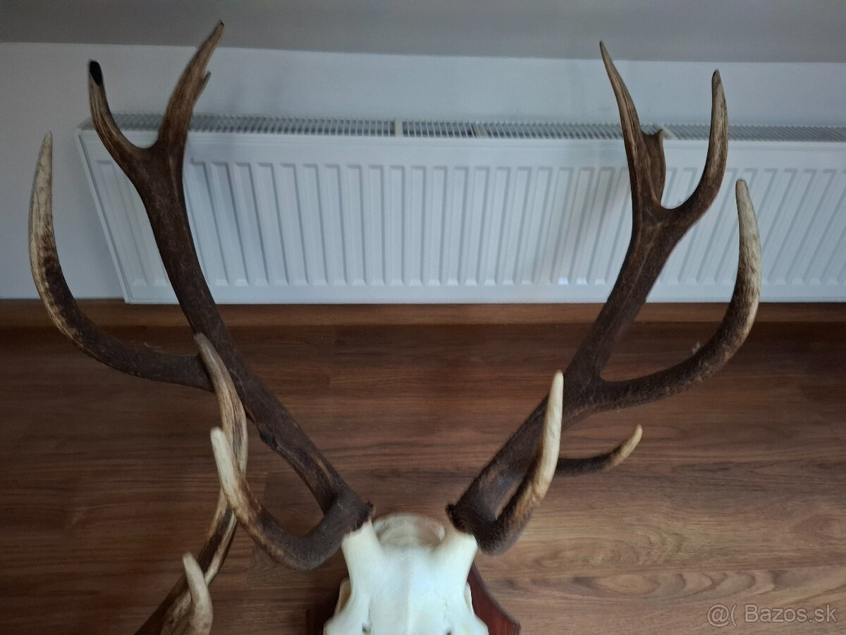 Jelenie trofeje vystavne - 3