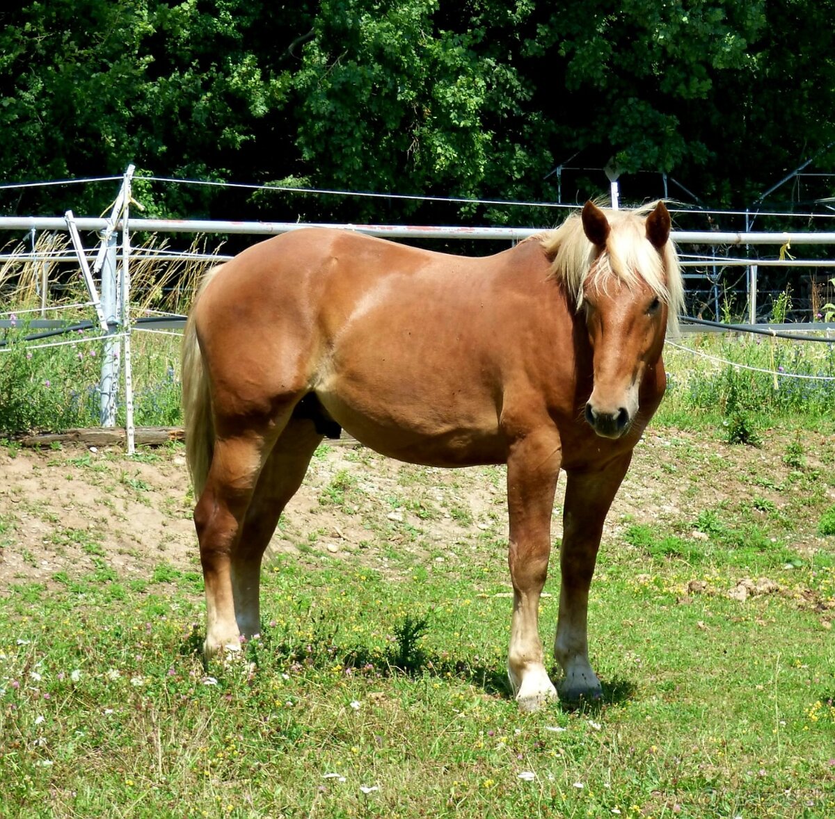 13 ročná kobyla Norik Muránsky a 2,5 ročný žrebec - 3