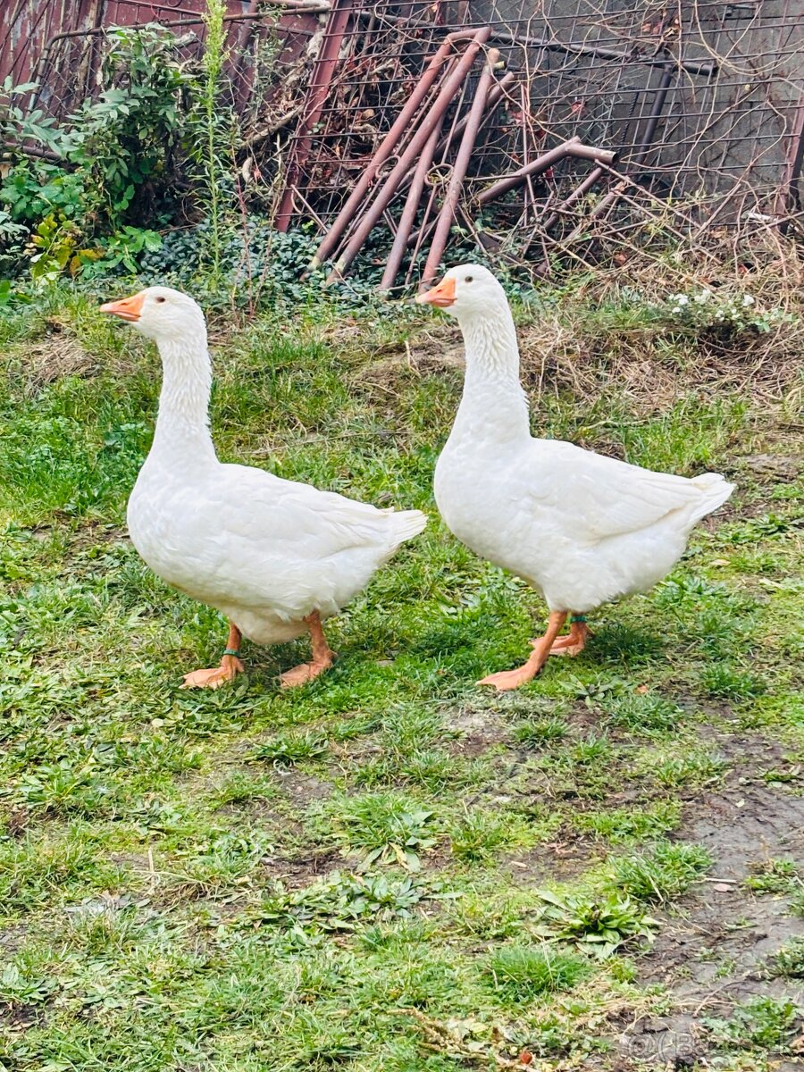 Slivenky bieli Gunar - 3