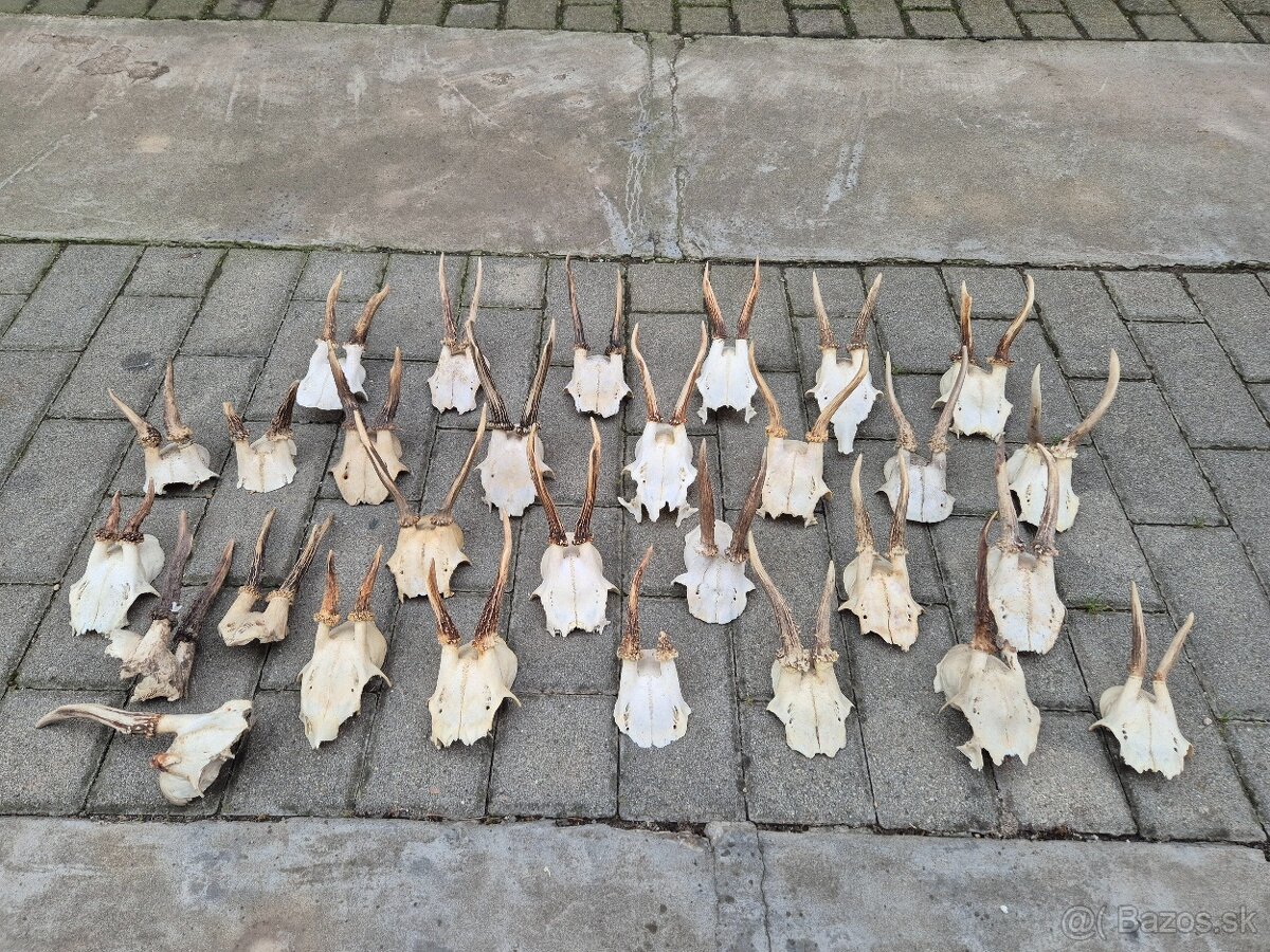 Trofej trofeje paroh parohy parozie zhody - 3