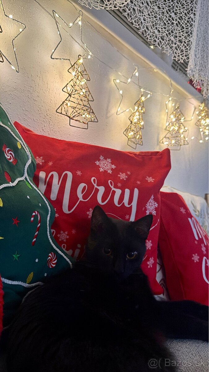Darujem kocúrika Blackyho do dobrých rúk 🖤 - 3