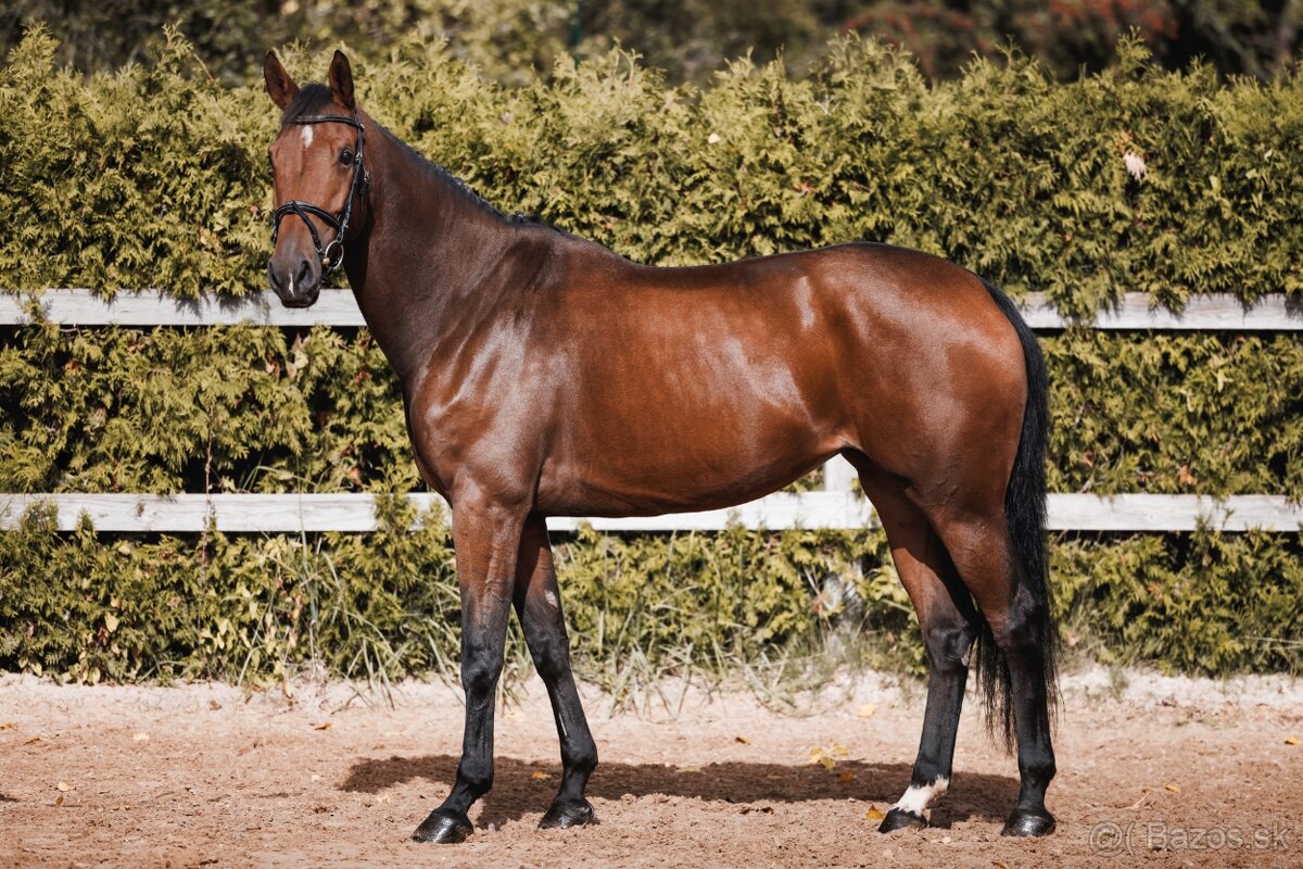 6letá klisna do sportu - 3