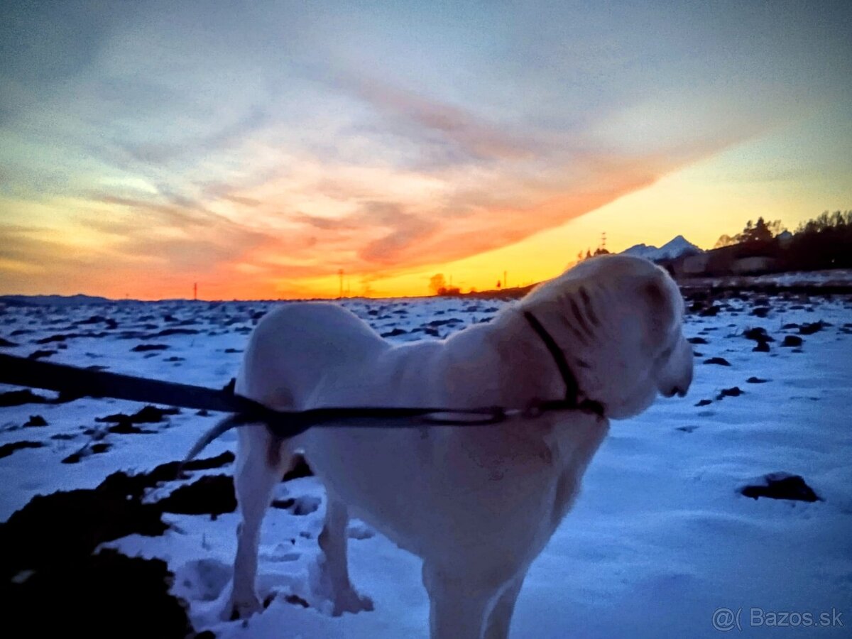 Stredoázijský ovčiak - 3