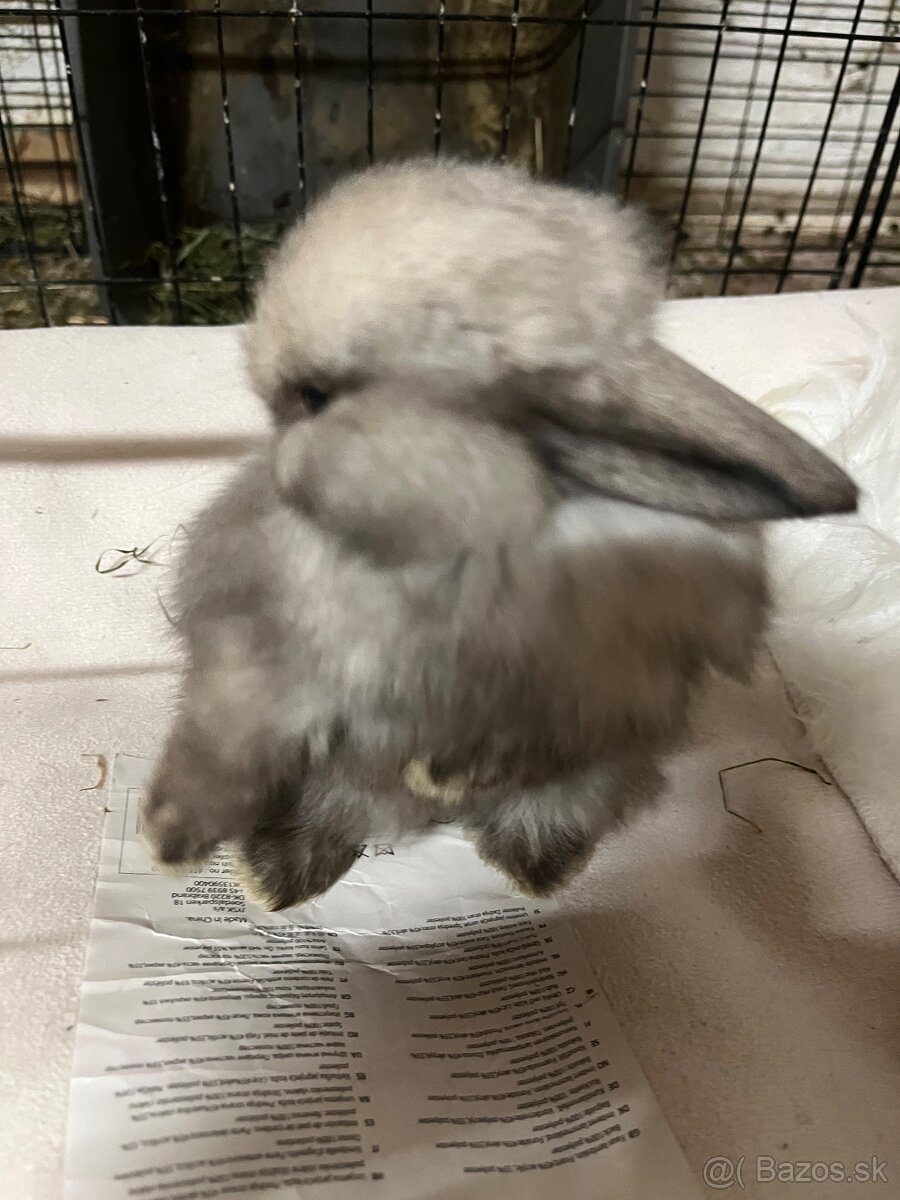 Minilop zajačik - mláďatá - 3