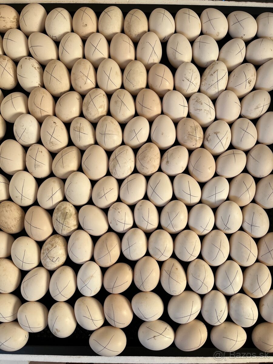 Vlaška jarabičia - 3