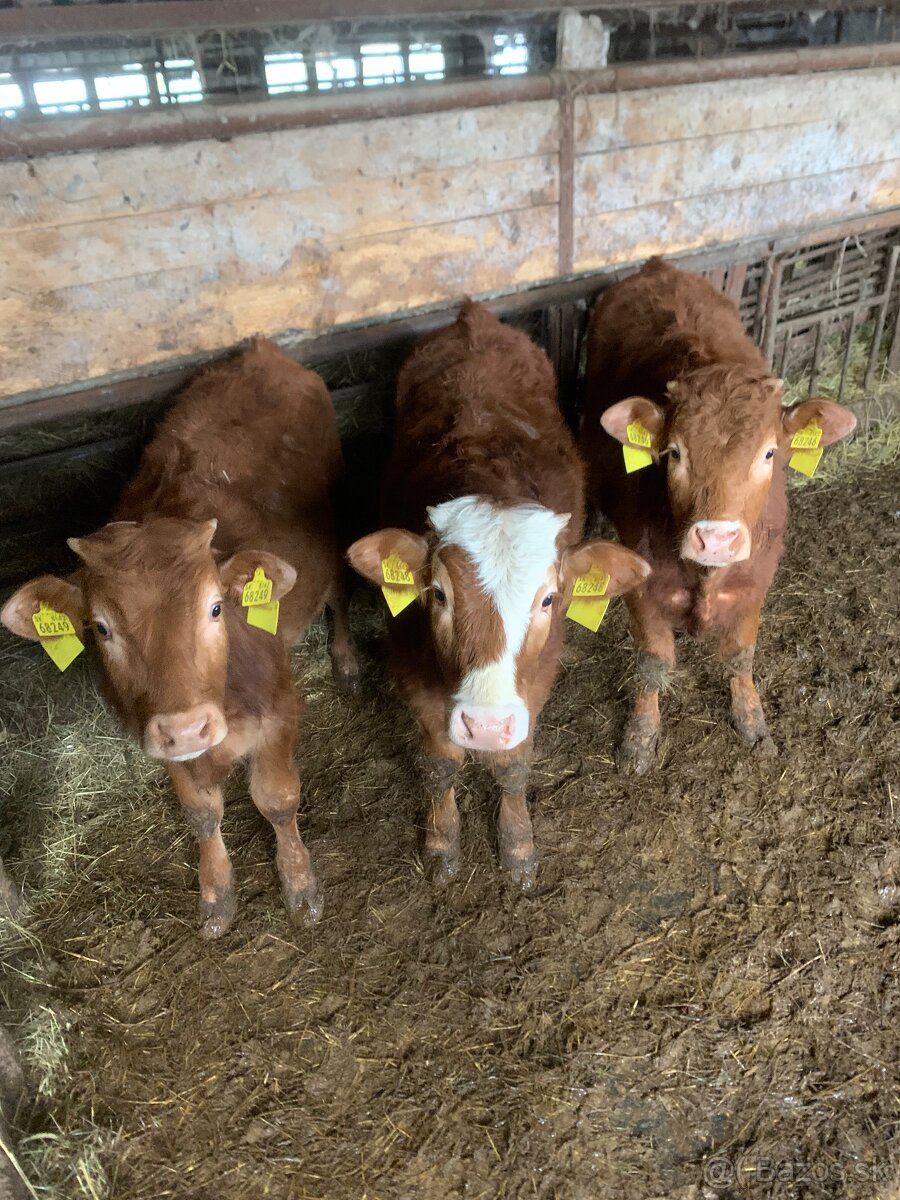 Predám teľatá S50L50, 6ks - 3