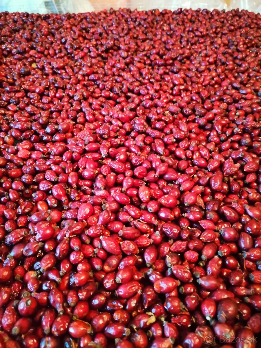 Sušené šípky - 3