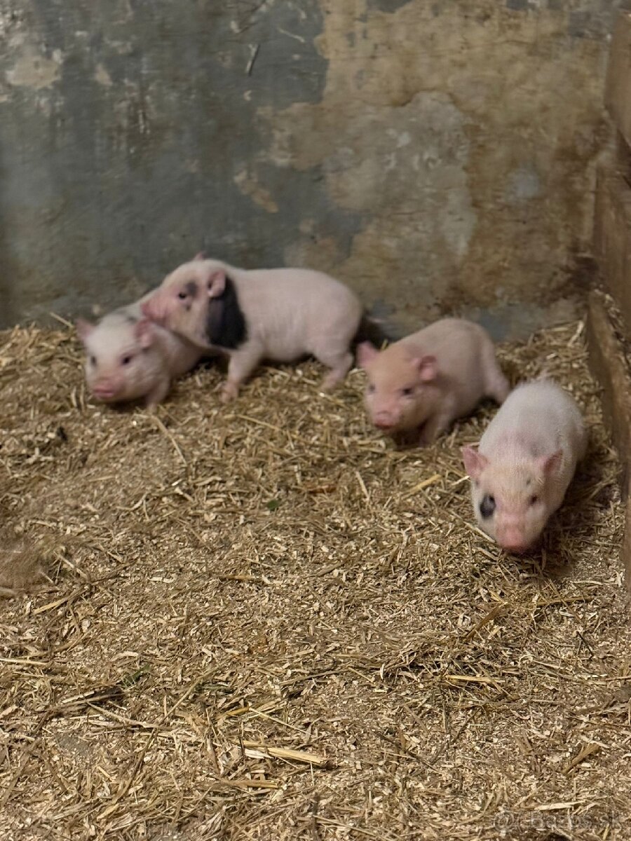 Predám čínske prasiatka - 3