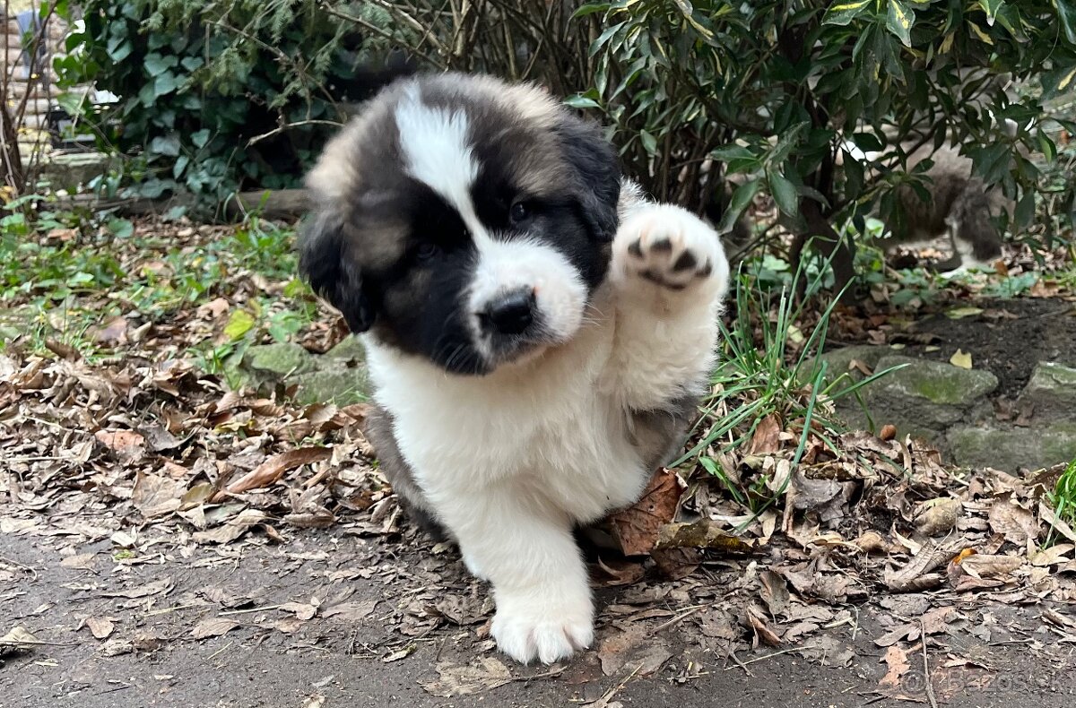 Šteňatá Moskovského strážneho psa - 3