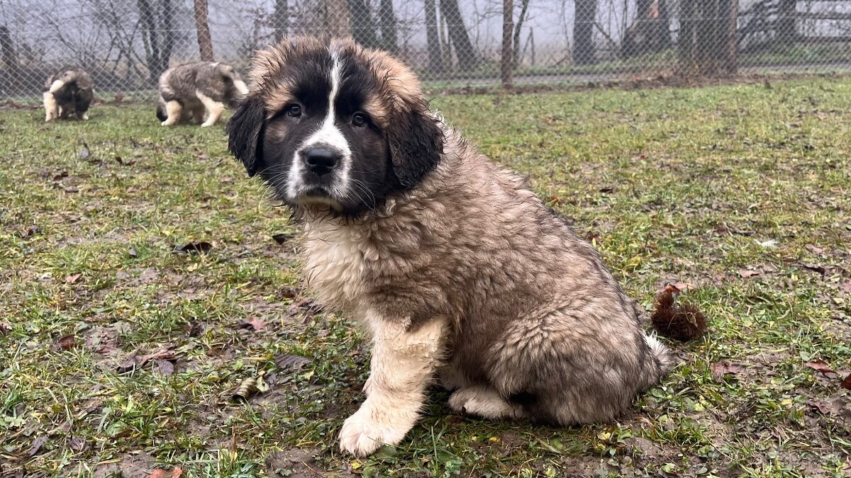 Šteňatá Moskovského strážneho psa - 3