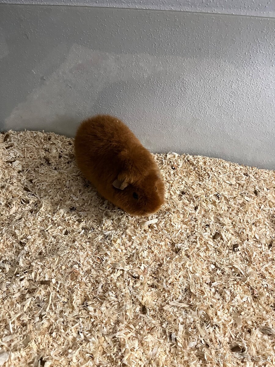 Morcata US Teddy - 3