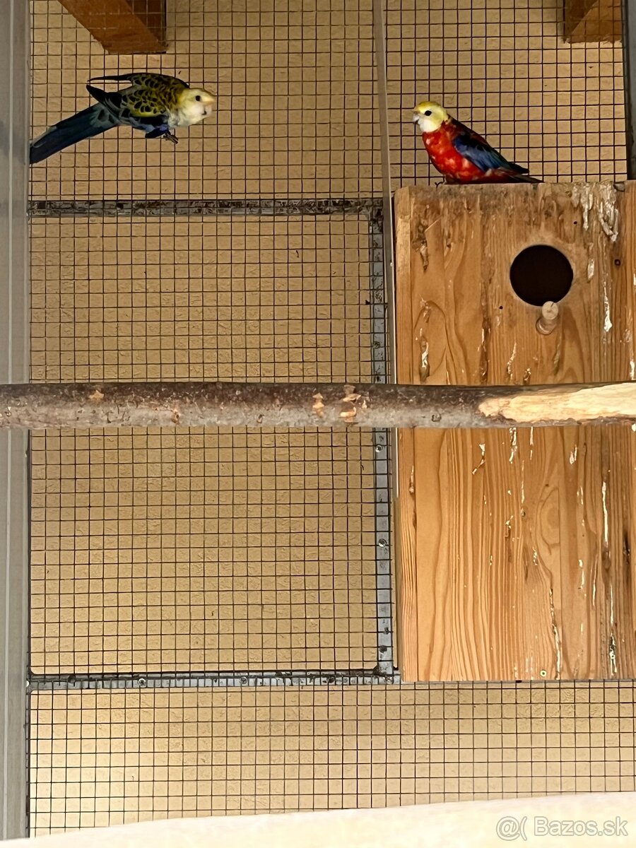 Predám chovné páry. - 3