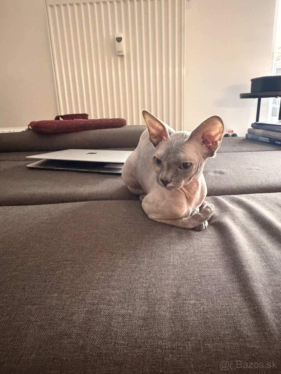 Sphynx mačička - predaj - 3