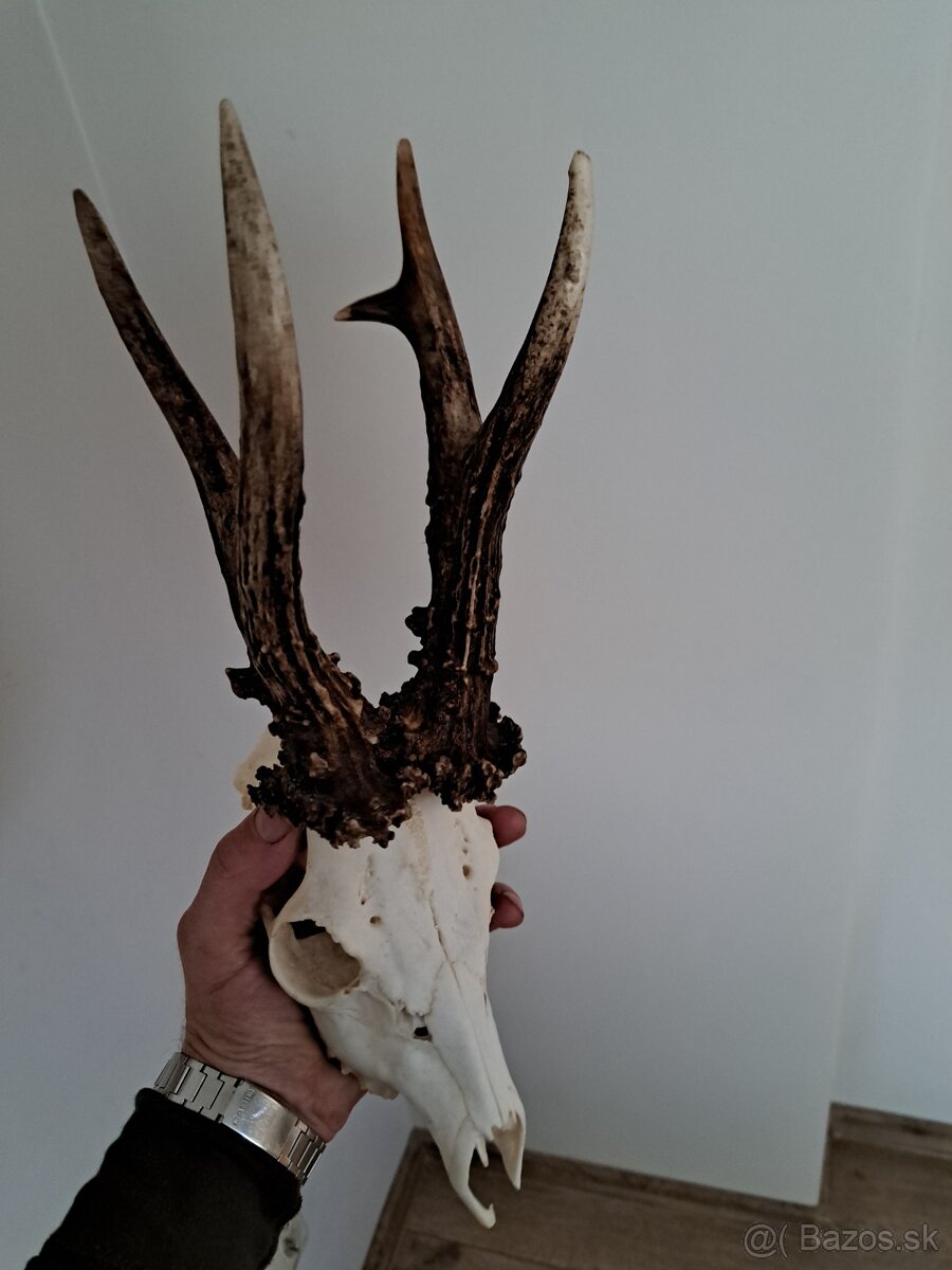 Srnec 600h parohy parozie - 3