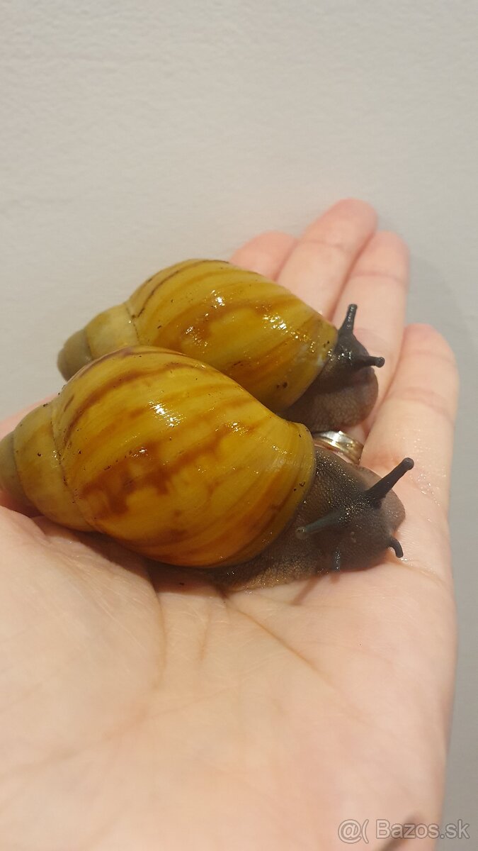 Africké slimáčiky grevillei - 3