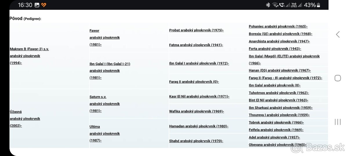 Arabský plnokrvník žrebec - 3