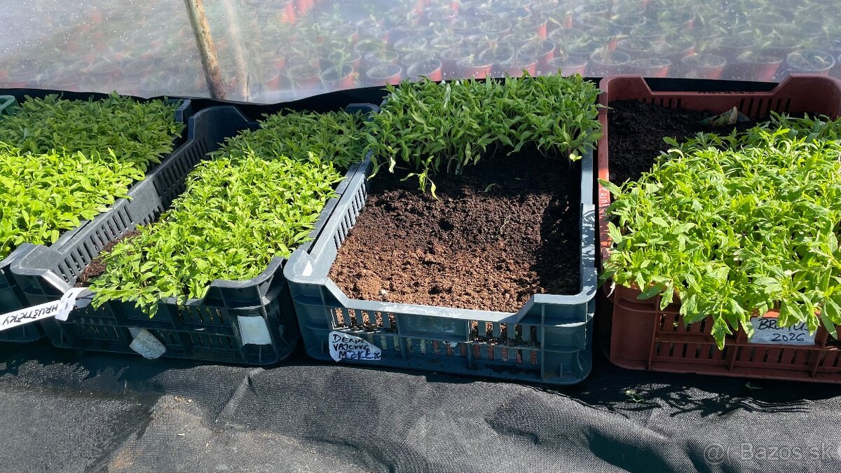 Priesady na pikírovanie - 3