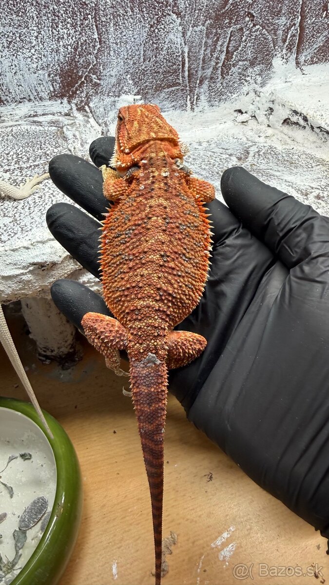 Agama bradatá – Hypo Zero(biela) a Half Monster (červená) - 3