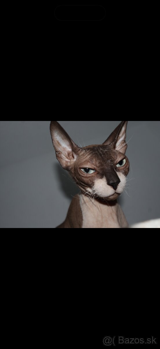 sphynx - 3