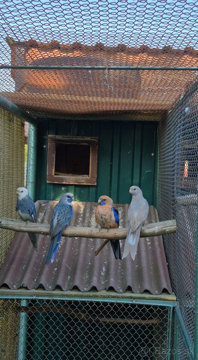 Rozela Penantová - 3