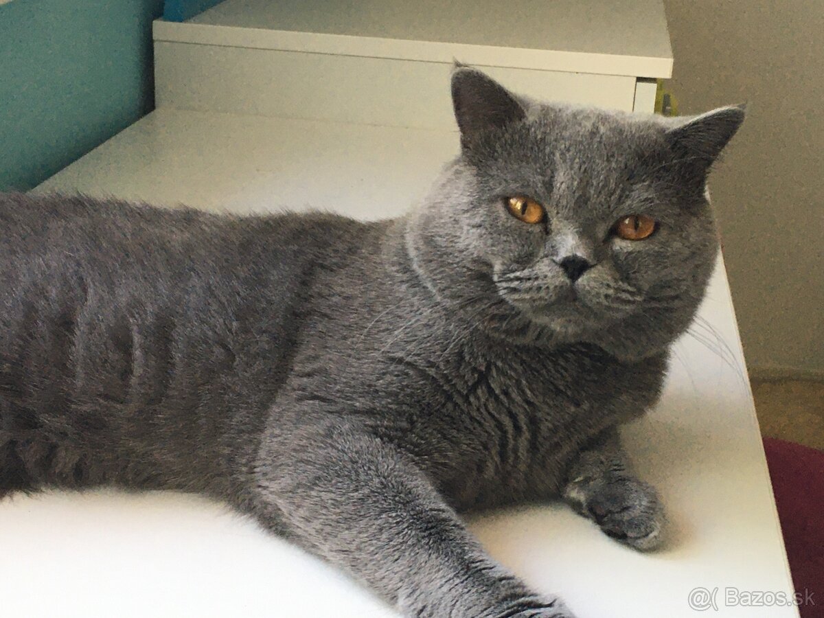 britsky kocur krytie - 3