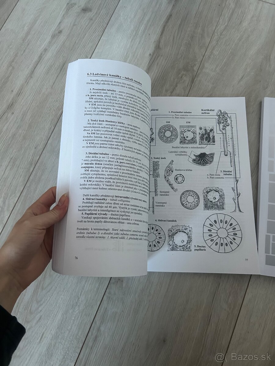 Skriptá -prehľad histológie - 3