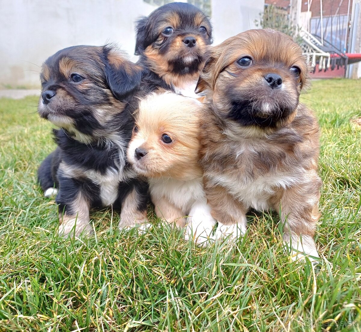 Tibetskỳ špániel šteniatko - 3